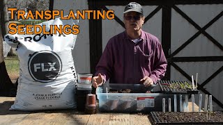 How to transplant your seedlings to larger containers [upl. by Aikahc612]