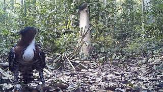 Fauna Forever  Ornate hawk eagle Spizaetus ornatus in the Peruvian Amazon [upl. by Wadell]