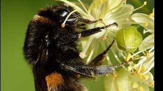 в эфире BEES WASPS BUMBLEBEES PARASITOIDS on Flowers Solitary amp Social Wasps entomology [upl. by Lucien682]