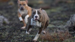 THE AMERICAN STAFFORDSHIRE TERRIER  LETHAL FULLY TRAINED GUARD DOG [upl. by Gwendolin]