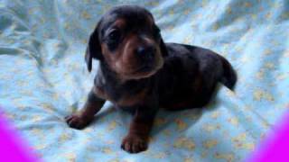 cute little barking mini dachshund puppy [upl. by Irollam]