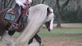 Amazing Gypsy Vanner Horse  Dreaming of an Oscar  ShooFly Farm  Hanes Performance Horses [upl. by Vivianne]