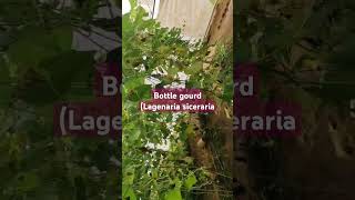 Bottle Gourd Lagenaria siceraria vegetable cultivationcucurbits cultivationHorticulture Agri [upl. by Morentz]