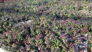 Bog Cranberry Lingonberry Vaccinium vitisidaea Fall Colour of Seedlings [upl. by Nivloc722]