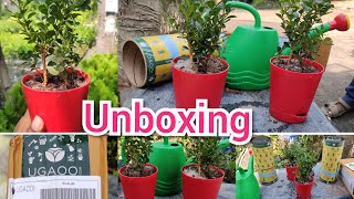 Unboxing plants from ugaoo Boxwood Buxus plants [upl. by Kirsch]