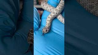 My favorite axanthic 🥰 hognose snake reptiles [upl. by Yatnoed]