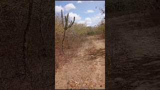 Caatinga de Cansanção  Bahia [upl. by Ellevehs88]