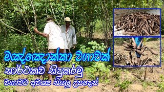 මඤ්ඤොක්කා වගාවක් සාර්ථකව කරන ආකාරය  How to grow manioc successfully  maniyokka wagawa [upl. by Fernas651]