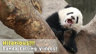 3 Minutes To Understand How Clumsy Pandas Are  iPanda [upl. by Eirelam789]