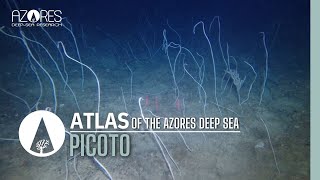 Picoto Seamount  ATLAS of the Azores Deep Sea [upl. by Berlin]