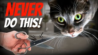 10 Unbelievable Facts About Your Cat’s Whiskers [upl. by Ali]