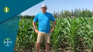 Corn Herbicides Introducing Laudis® [upl. by Acimot]