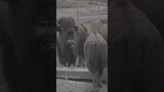 A tour of Nova Scotia’s only commercial Bison farm LindsayLakeFarms bison novascotia [upl. by Teece]