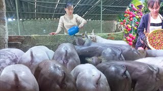 300 days of raising big muscular pigs to sell to traders daily lifeĐiêuthịnam [upl. by Barrington]