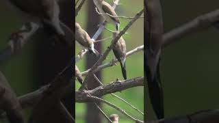 Indian silverbill [upl. by Amitie448]