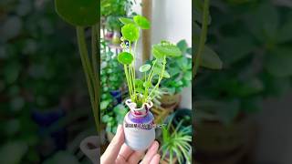 How to growing flowers planting in cup so beautiful shortvideo shorts flowers diy [upl. by Akcimat]