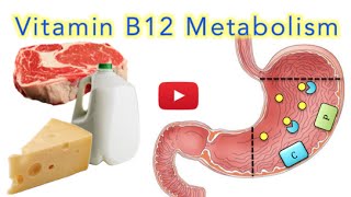 Vitamin B12 Cobalamin Digestion and Absorption Explained SUPER EASY [upl. by Enelyak]