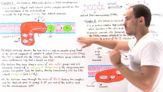 Electron transport chain and ATP synthesis [upl. by Adnolahs]