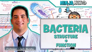 Bacteria  Structure and Function [upl. by Melisse]