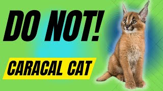 7 Reasons You Should NOT Get A Caracal Cat [upl. by Nodnol]