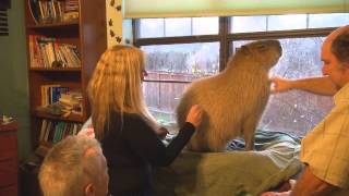 Training a Capybara to Accept Injections Session 1 [upl. by Ahseinat347]