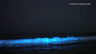 Bioluminescence captured on camera along Laguna Beach shores  ABC7 [upl. by Roldan470]