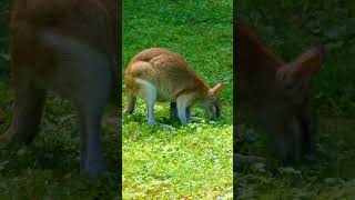 Agile Wallaby [upl. by Alesram]