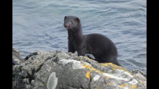 Mink at Traigh Beach [upl. by Menendez]