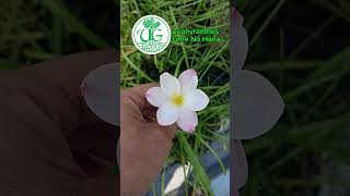 Zephyranthes Ume No Hana [upl. by Suivatco]