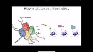 Biochem NBMESTEP 1 Review cell cycle cancer genetics transcription telomeres DNA repairMFM5 [upl. by Nirb]