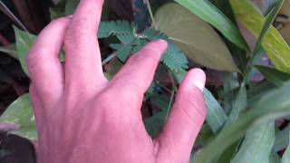 TOUCH ME NOT PLANT IN ACTION AND HOW DOES IT WORKS [upl. by Ariat]