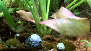 Female Ghost Shrimp pregnant with eggs swimming to Radiohead [upl. by Anirb303]