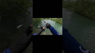 Mangrove fishingadventure fishing gopro [upl. by Fanchan]