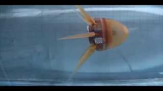 Webbed octobot swims speedily  Science News [upl. by Isewk]