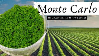 How To Grow the BEST Carpet plant for your aquarium  Monte Carlo Micranthemum Tweediei [upl. by Ume]