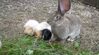 Kaninchen Hasen Meerschweinchen Riesenschecken Deutsche Riesen am Ferienhof Sturmgut [upl. by Dowski]