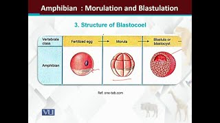 Amphibian embryology Morulation and Blastulation  Principles of Animal LifeI  ZOO514TTopic170 [upl. by Danete]