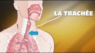 2mn pour comprendre LA TRACHÉITE du 22 Juin 2020 par Polus Agathon [upl. by Dominic]