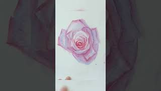 Painting a rose in watercolour [upl. by Assiran]