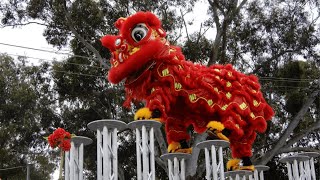 Lion on High Poles  Jongs 2024 Cabramatta Moon Festival  Sydney Yun Yee Tong [upl. by Neiv587]