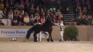 Hengstenkeuring 2018 Rubriek 5 [upl. by Ileane532]