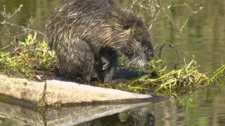 Coypu Nutria  Myocastor coypus [upl. by Ellenaej]