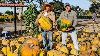 CULTIVO DE CALABAZA COSECHA Y VENTA [upl. by Parshall527]