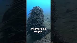 🐟🌊PlotosusLineatus UnderwaterWorld NatureDocumentary Wildlife ShortVideo [upl. by Eeslehc]