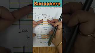 Sarcomere Structure and Functions shorts youtubeshorts [upl. by Halullat]