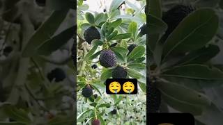 pulasanfruitfruitsnaturebeautifulsweettrendingviralytshortvideosadventurefarmingexplore🤤 [upl. by Nagaem6]