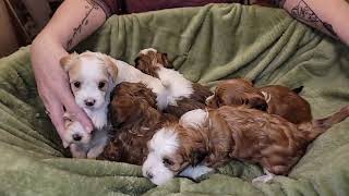 Havanese puppies 4 weeks old  Genies litter [upl. by Merell732]