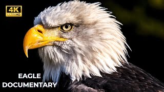 Eagles king of the sky documentary vedio  4k Ultra HD [upl. by Kimberley293]