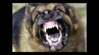 Amazing Electronic Barking Dog Alarmwireless home security alarm [upl. by Alyks]