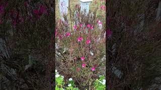 Took a morning walk spotted drought tolerant Gaura Lindheimeri Pink Whirling Butterflies plants [upl. by Nnayecats660]